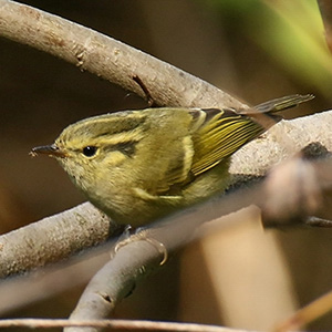 Lemon-rumped Warbler